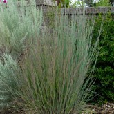 The Blues Little Bluestem